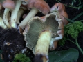 Hypholoma lateritium - Ziegelroter Schwefelkopf - Weferlingen
