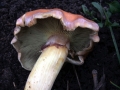 Hypholoma lateritium - Ziegelroter Schwefelkopf - Weferlingen