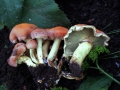 Hypholoma lateritium - Ziegelroter Schwefelkopf - Weferlingen
