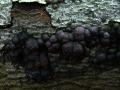 Hypoxylon fragiforme - Rtliche Kohlebeere - Weferlingen