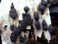 Jackrogersella multiformis - Vielgestaltige Kohlenbeere - Weferlingen