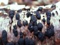 Jackrogersella multiformis - Vielgestaltige Kohlenbeere - Weferlingen