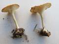 Infundibulicybe&nbsp;gibba&nbsp;-&nbsp;Ockerbrauner Trichterling&nbsp;-&nbsp;H�rsingen