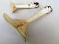 Infundibulicybe geotropa - Mnchskopf - Weferlingen
