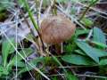 Inocybe lacera - Struppiger Risspilz - Helmstedt