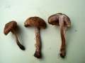 Inocybe lacera - Struppiger Risspilz - Helmstedt