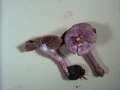 Inocybe&nbsp;lilacina&nbsp;-&nbsp;Violetter Seiden Risspilz&nbsp;-&nbsp;H�dingen
