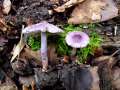 Inocybe&nbsp;lilacina&nbsp;-&nbsp;Violetter Seiden Risspilz&nbsp;-&nbsp;H�dingen