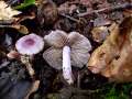 Inocybe&nbsp;lilacina&nbsp;-&nbsp;Violetter Seiden Risspilz&nbsp;-&nbsp;H�dingen