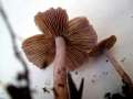 Inocybe&nbsp;lilacina&nbsp;-&nbsp;Violetter Seiden Risspilz&nbsp;-&nbsp;H�dingen