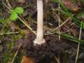 Inocybe godeyi - Rtender Ripilz - Hdingen