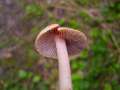 Inocybe godeyi - Rtender Ripilz - Hdingen