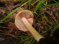 Inocybe godeyi - Rtender Ripilz - Hdingen