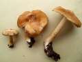 Inocybe cookei - Knolliger Risspilz;Strohgelber Risspilz - Hdingen