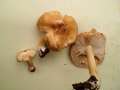 Inocybe cookei - Knolliger Risspilz;Strohgelber Risspilz - Hdingen