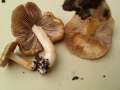 Inocybe cookei - Knolliger Risspilz;Strohgelber Risspilz - Hdingen