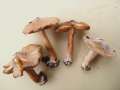 Inocybe maculata - Gefleckter Risspilz - Hdingen
