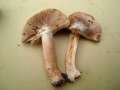 Inocybe maculata - Gefleckter Risspilz - Hdingen