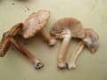 Inocybe maculata - Gefleckter Risspilz - Hdingen