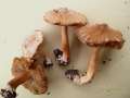 Inocybe maculata - Gefleckter Risspilz - Hdingen