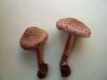 Inocybe&nbsp;cincinnata var.major&nbsp;-&nbsp;Braunvioletter Risspilz&nbsp;-&nbsp;H�dingen
