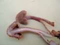 Inocybe&nbsp;cincinnata var.major&nbsp;-&nbsp;Braunvioletter Risspilz&nbsp;-&nbsp;H�dingen