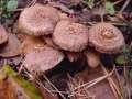 Inocybe&nbsp;cincinnata var.major&nbsp;-&nbsp;Braunvioletter Risspilz&nbsp;-&nbsp;H�dingen