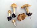 Inocybe cookei - Strohgelber Risspilz - Hdingen