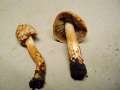 Inocybe bongardii - Duftender Risspilz - Hdingen
