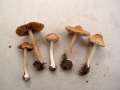 Inocybe mixtilis - Gerandetknolliger Risspilz - Hdingen