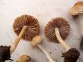 Inocybe mixtilis - Gerandetknolliger Risspilz - Hdingen