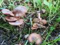 Inocybe pusio - Radialrissiger Lilastiel Risspilz - Hdingen