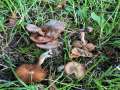 Inocybe pusio - Radialrissiger Lilastiel Risspilz - Hdingen