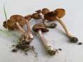 Inocybe pusio - Radialrissiger Lilastiel Risspilz - Hdingen