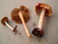Inocybe&nbsp;godeyi&nbsp;-&nbsp;R�tender Risspilz&nbsp;-&nbsp;Walbeck
