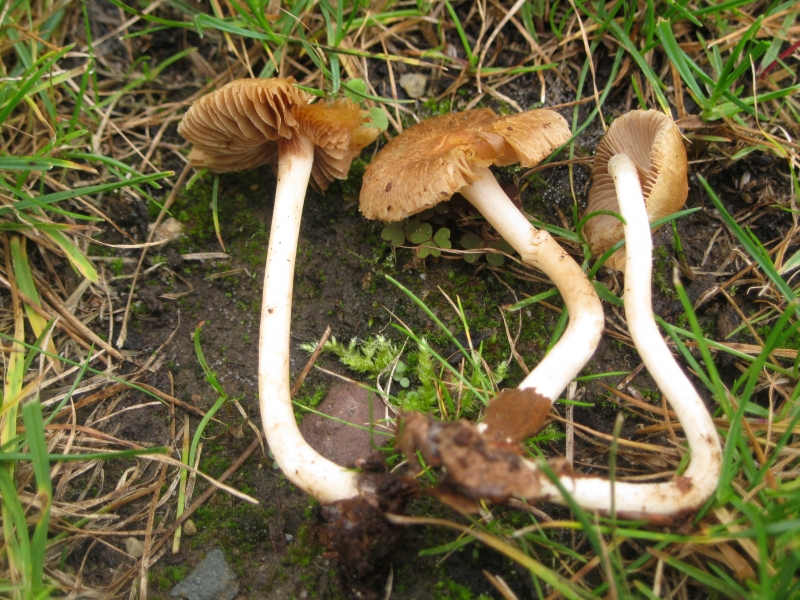 PilzeInocybe, hirtella, Bittermandel Risspilz, WeferlingenWalbeck
