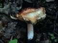 Inocybe erubescens - Ziegelroter Ripilz - Weferlingen