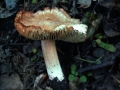 Inocybe erubescens - Ziegelroter Ripilz - Weferlingen