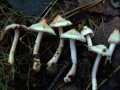 Inocybe&nbsp;whitei&nbsp;-&nbsp;Seidiger Risspilz;Ziegelrote Abart;Wei�rosa Risspilz&nbsp;-&nbsp;Weferlingen