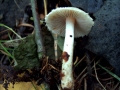 Inocybe&nbsp;whitei&nbsp;-&nbsp;Seidiger Risspilz;Ziegelrote Abart;Wei�rosa Risspilz&nbsp;-&nbsp;Weferlingen