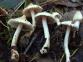Inocybe&nbsp;whitei&nbsp;-&nbsp;Seidiger Risspilz;Ziegelrote Abart;Wei�rosa Risspilz&nbsp;-&nbsp;Weferlingen