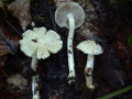 Inocybe geophylla var.geophylla - Seidiger Ripilz - Weferlingen