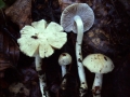 Inocybe geophylla var.geophylla - Seidiger Ripilz - Weferlingen