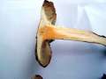 Inocybe&nbsp;fraudans&nbsp;-&nbsp;Birnen -Ri�pilz&nbsp;-&nbsp;Weferlingen