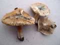 Inocybe corydalina - Grngebuckelter Ripilz - Weferlingen