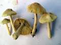 Inocybe sindonia - Wolligfdiger Risspilz;Beigefarbener R. - Weferlingen