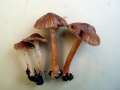 Inocybe reducta - Ovalsporiger Risspilz - Weferlingen