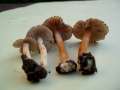 Inocybe reducta - Ovalsporiger Risspilz - Weferlingen