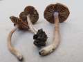Inocybe pusio - Radialrissiger Lilastiel Risspilz - Weferlingen