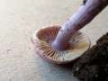 Inocybe lilacina - Violetter Seiden Risspilz - Weferlingen